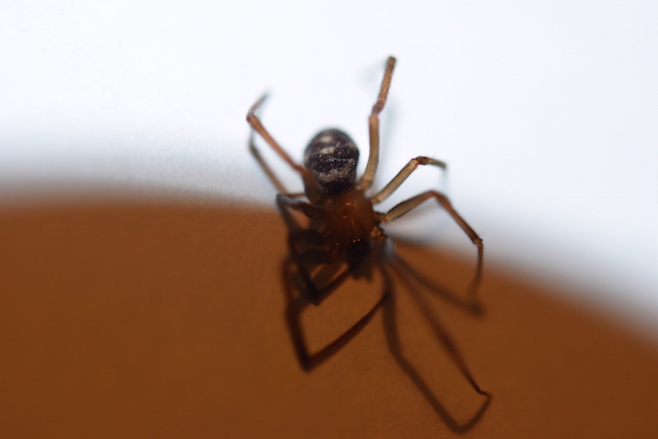 Steatoda grossa   -  Chieti